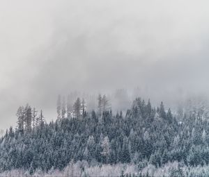 Превью обои деревья, туман, заснеженный, иней, зима