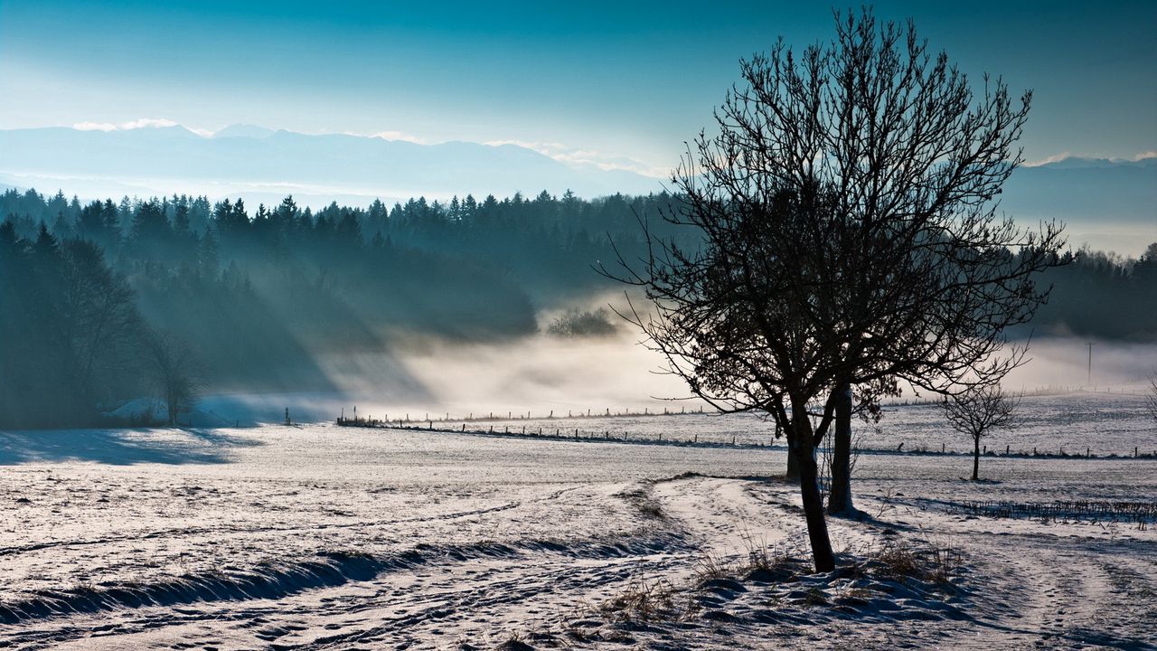Обои деревья, туман, зима, холод, свежесть, поле