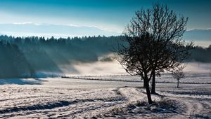 Превью обои деревья, туман, зима, холод, свежесть, поле