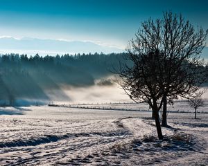 Превью обои деревья, туман, зима, холод, свежесть, поле