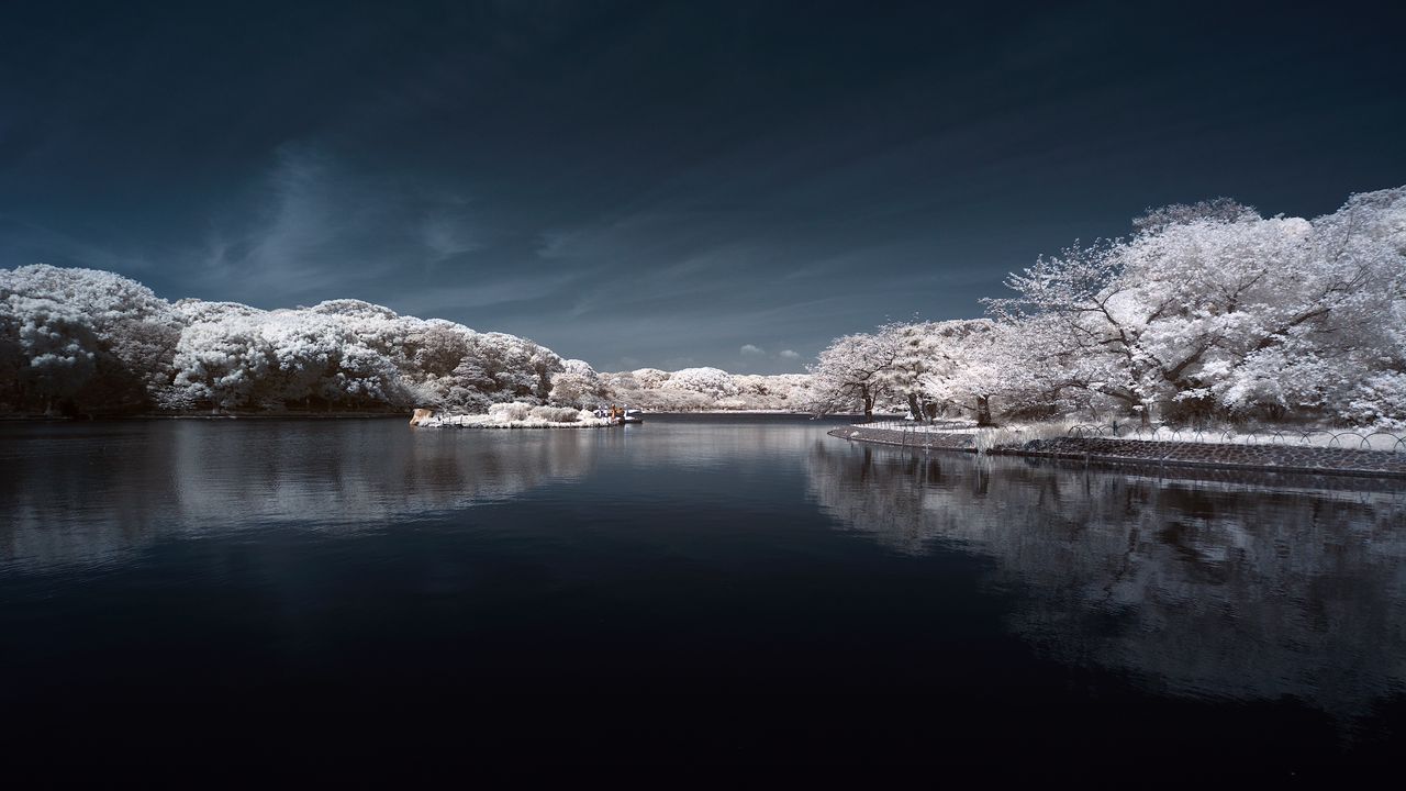 Обои деревья в снегу, вода, небо, пейзаж, природа
