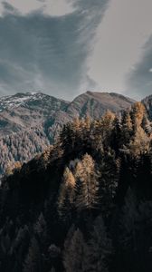 Превью обои деревья, верхушки, горы, небо, облака