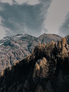 Превью обои деревья, верхушки, горы, небо, облака
