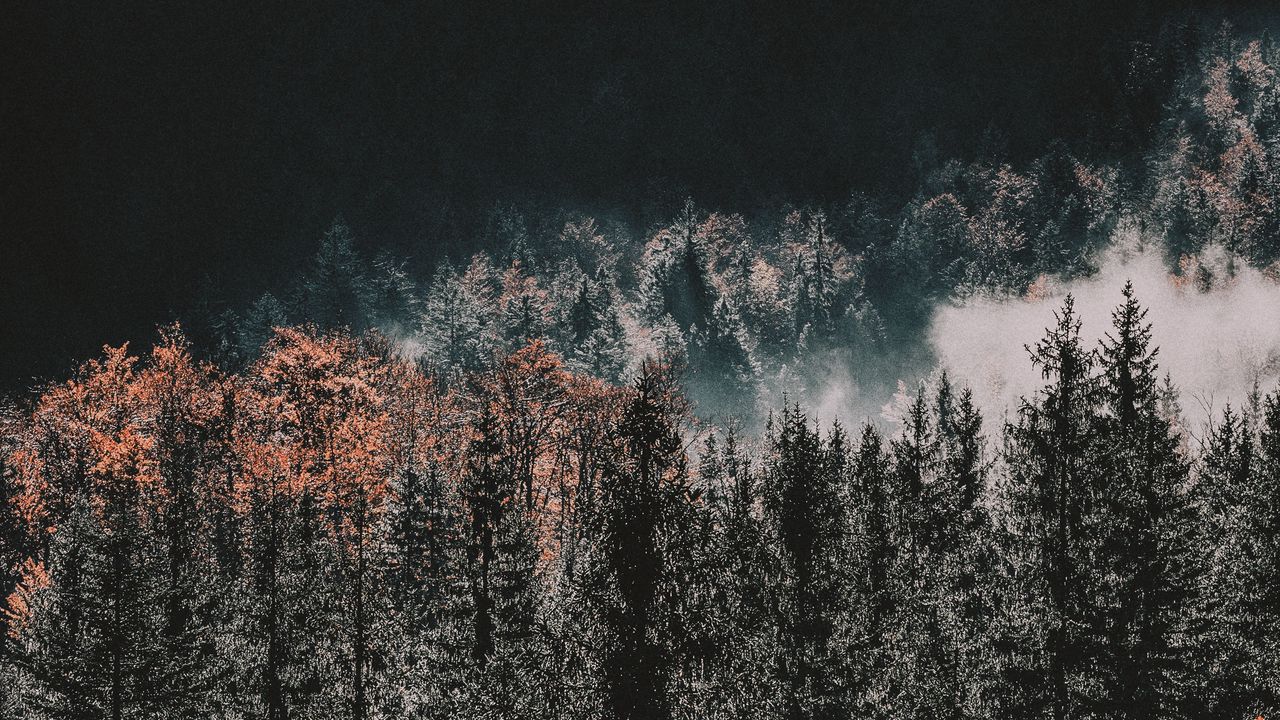 Обои деревья, верхушки, лес, осень