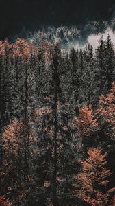 Превью обои деревья, верхушки, лес, осень