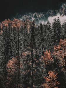 Превью обои деревья, верхушки, лес, осень