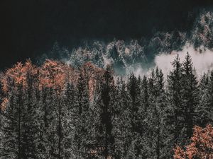 Превью обои деревья, верхушки, лес, осень