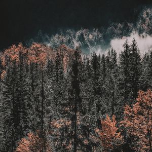 Превью обои деревья, верхушки, лес, осень