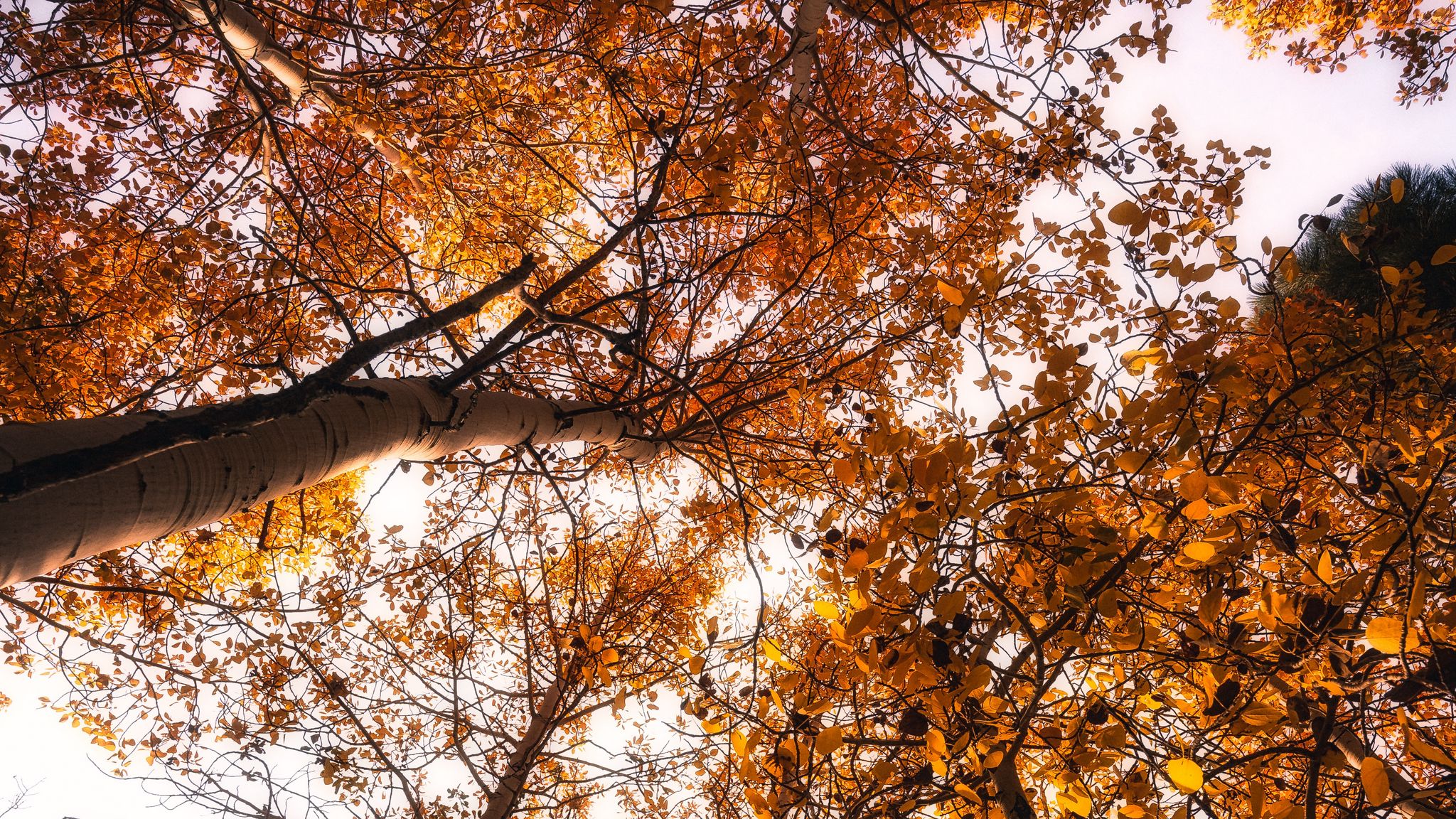 Осень тронула верхушки деревьев