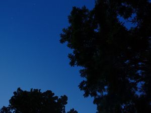 Превью обои деревья, верхушки, темный, небо, ночь