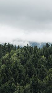 Превью обои деревья, верхушки, туман, облака