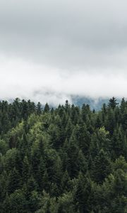 Превью обои деревья, верхушки, туман, облака