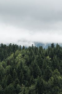 Превью обои деревья, верхушки, туман, облака