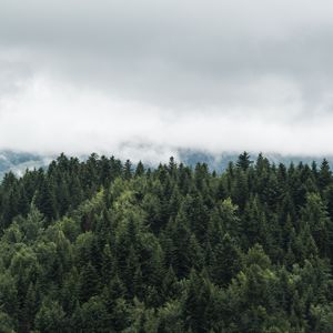 Превью обои деревья, верхушки, туман, облака
