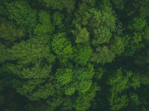 Превью обои деревья, верхушки, вид сверху, лес, зеленый