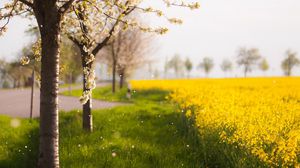 Превью обои деревья, весна, цветение, поле, желтые, лепестки