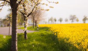 Превью обои деревья, весна, цветение, поле, желтые, лепестки