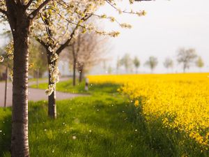 Превью обои деревья, весна, цветение, поле, желтые, лепестки