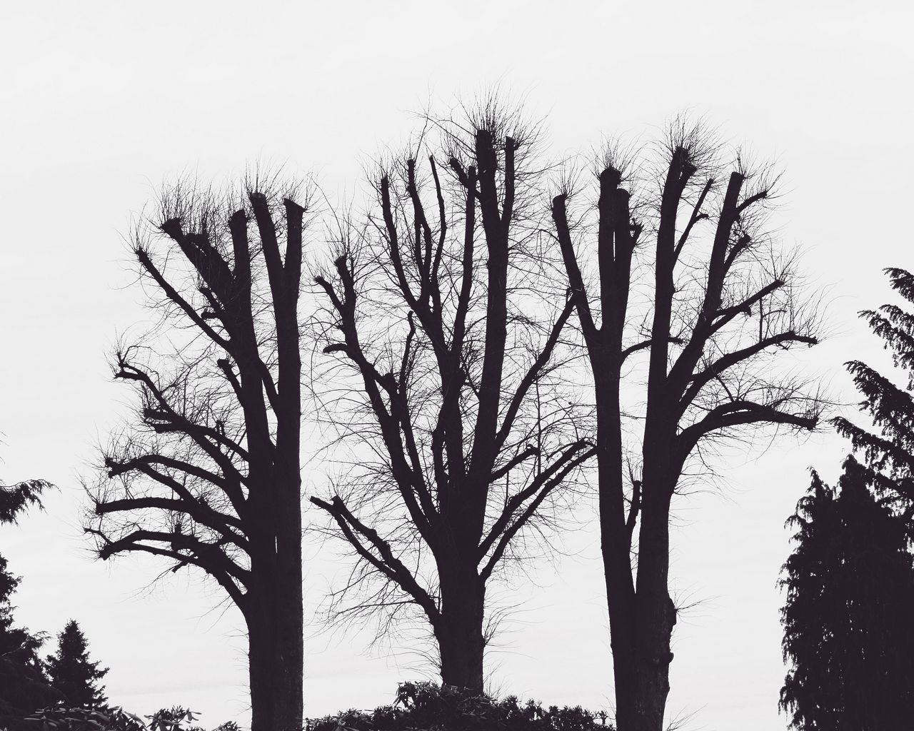 Эстетика черно белые деревья