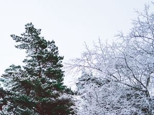 Превью обои деревья, ветки, иней, зима, небо