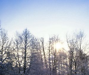 Превью обои деревья, ветки, иней, мороз, солнце