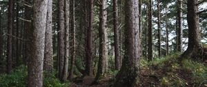 Превью обои деревья, ветки, лес, природа