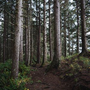Превью обои деревья, ветки, лес, природа