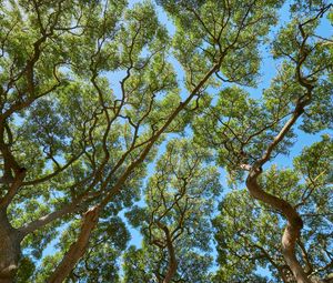 Превью обои деревья, ветки, листья, стволы, небо, природа