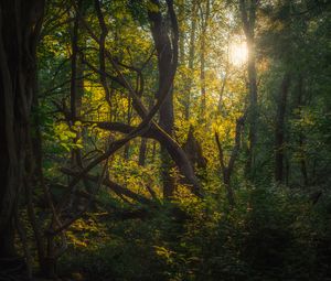 Превью обои деревья, ветки, листья, лес, природа