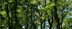 Превью обои деревья, ветки, листья, зеленый