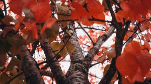 Превью обои деревья, ветки, листья, осень, красный