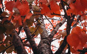 Превью обои деревья, ветки, листья, осень, красный