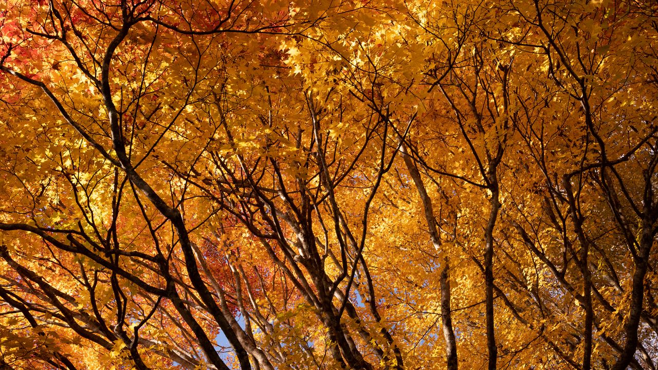 Обои деревья, ветки, листья, осень, парк