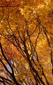 Превью обои деревья, ветки, листья, осень, парк