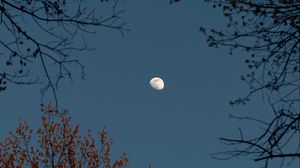 Превью обои деревья, ветки, луна, небо