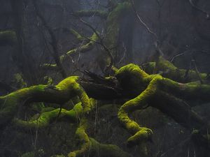 Превью обои деревья, ветки, мох, природа, туман, мрачный