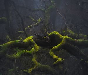 Превью обои деревья, ветки, мох, природа, туман, мрачный
