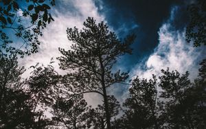 Превью обои деревья, ветки, небо, облака