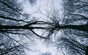 Превью обои деревья, ветки, небо, силуэты, природа