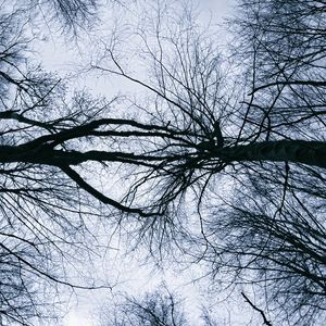 Превью обои деревья, ветки, небо, силуэты, природа