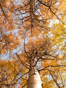 Превью обои деревья, ветки, небо, осень, желтый