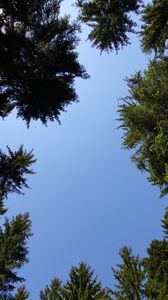 Превью обои деревья, ветки, небо, вид снизу