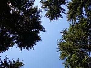 Превью обои деревья, ветки, небо, вид снизу