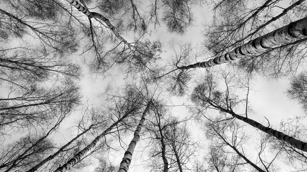 Обои деревья, ветки, небо, вид снизу, черно-белый
