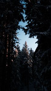Превью обои деревья, ветки, ночь, небо, снег, заснеженный
