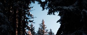 Превью обои деревья, ветки, ночь, небо, снег, заснеженный