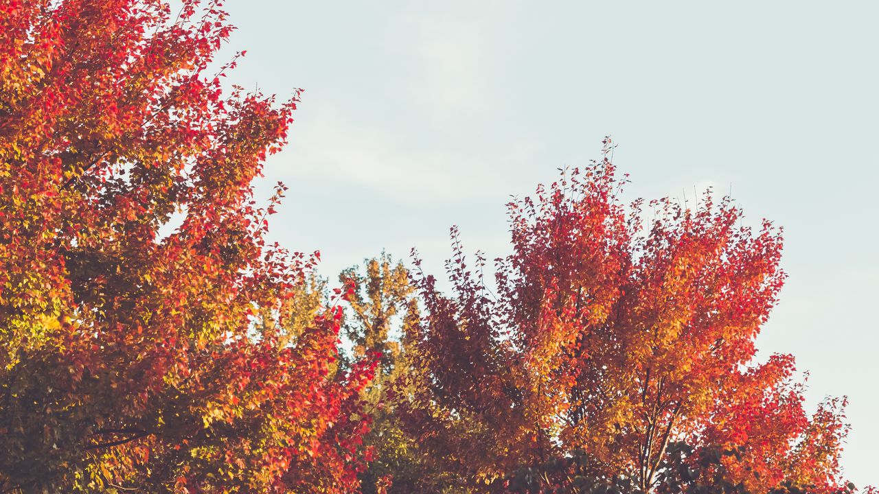 Обои деревья, ветки, осень, листья, небо