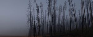 Превью обои деревья, ветки, поле, лес, туман, темный, природа