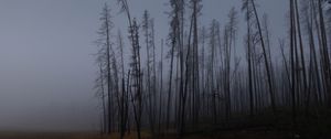 Превью обои деревья, ветки, поле, лес, туман, темный, природа