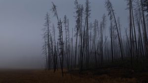 Превью обои деревья, ветки, поле, лес, туман, темный, природа